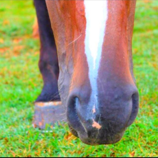 NoStirrupQueen's profile picture. Noctorious for losing my stirrups and still kicking ass.. Except for one time
Normal rider right hur
USPC❤
Uspc 2013 championships
Ig- anna_coram