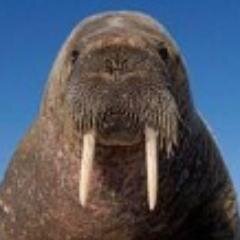 hello, am walrus! you learn many fact here