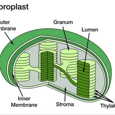 Crazy Chloroplast ♻ (@6chlorplstMsD13) | Twitter