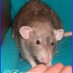 Rosaspina Rattery (@rosaspinaratty) Twitter profile photo Rosaspina Rattery (@rosaspinaratty) Twitter profile photo