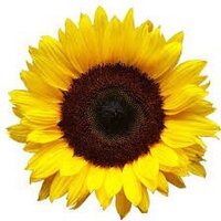 Roxanne Root (@roxanneroot1) 's Twitter Profile Photo