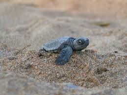 The real twitter account for Mrs. Schwarting's 3rd hour AP Bio class. Save the turtles!