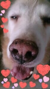 音楽と犬と猫が私の癒し 東方神起、SEVENTEEN、うちのわんにゃんたちに感謝です