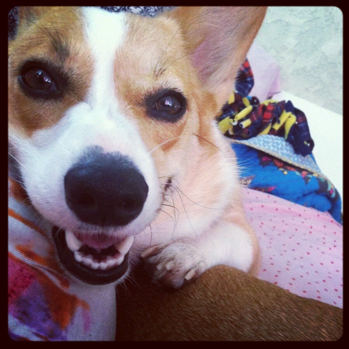 I'm a Pembroke Welsh Corgi with a penchant for the dramatics and a constant hunger for....all foods. I love tea, biscuits, and playing with Humans!