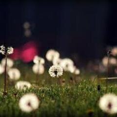 IFatekha's profile picture. Bismillahirrahmanirrahim