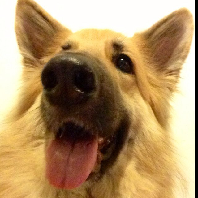 Dog of @juanmartinez2nd - 
I wanna lick your ears