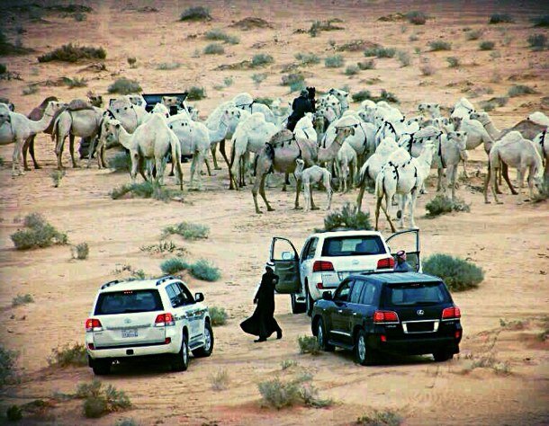 ٠٥٥٥٣٣٣٦٤٦ انستقرام نوادر_ابن_نمشه