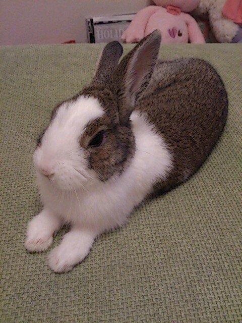 (ฅ`ω´ฅ)💖ｶﾞｵｰ      2匹のにゃんことおっさんウサギのお母さんなのです🐈🐾