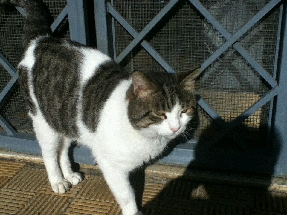 Sono un gatto randagio, abbandonato da sua madre che adora la famiglia Ralli!! miaooo seguitemi!!