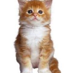 please check out my new tweets, it has everything, about news and if you ask, i tweet anything you want :)