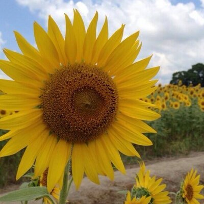 向日葵 芸能人推し専用 Nazode Taiyou Twitter