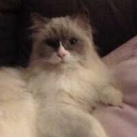 RLB (@brockleb) 's Twitter Profile Photo