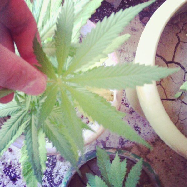 BuenosHumos_'s profile picture. 