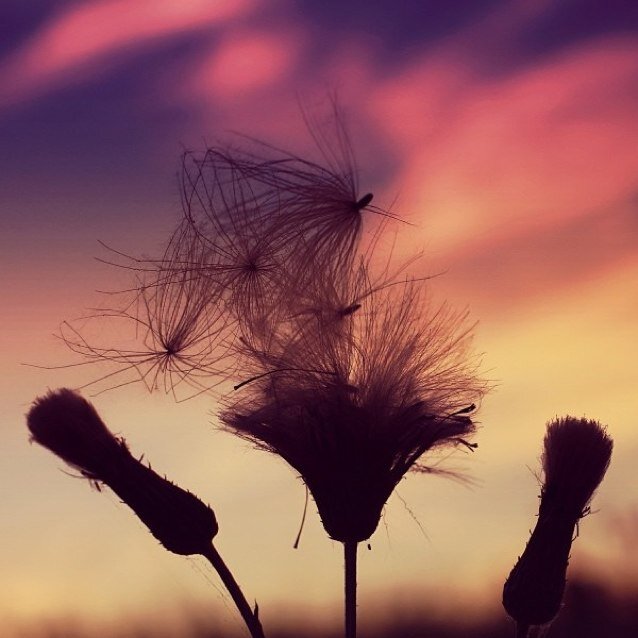 aerdbeeri's profile picture. can't live without MUSIC