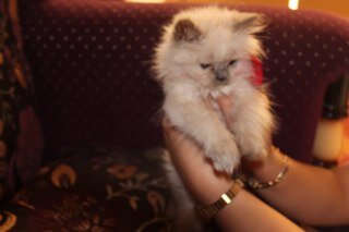 حسابي بالاستقرامم [sara_alomar2013]☺