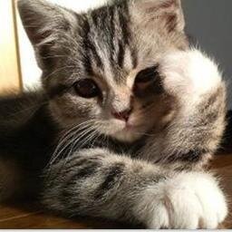 猫の行動から分かる気持ち 斜めに走る 相手を威嚇しつつ自分の身も守るという 攻防一体の態勢です 毛を逆立ててるのは大きく見せてるんですね 実は逃げる準備も万端なんです にゃー Http T Co N7mbedtri3