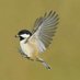 Paul Sterry (@natphotoltd) Twitter profile photo Paul Sterry (@natphotoltd) Twitter profile photo