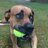 JamestheDoggie's profile image