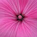 Hans Alphenaar (@bruiloftzeker) Twitter profile photo