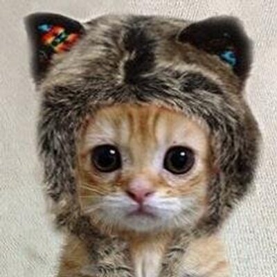 猫の面白胸キュン画像 Nekokyun Omoroi Twitter 猫の面白胸キュン画像 Nekokyun Omoroi Twitter