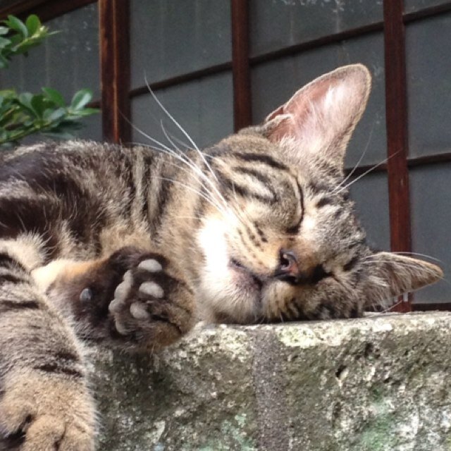 犬、猫、可愛い。ウォーキングからスロージョグへと移行したい今日この頃、、、