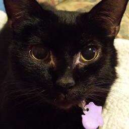 Eat. Poop. Irritate the hell out of @magdatron