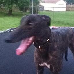 I love my greyhounds