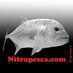 nitropesca (@nitropesca) Twitter profile photo