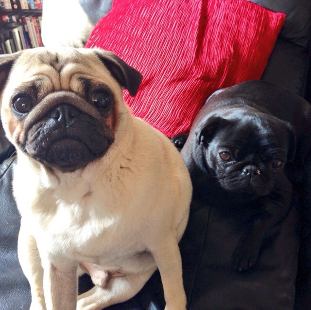 We are pug bro and sis (Bentley=Fawn Pug, Lexi=Black Pug). We lubz our Hooman mummy @Koz_07 and daddy @Gaddy07 so much!! Lubz foods, sleeps and snuggles! ❤