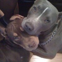 Don Perignon (@shocked_and_awe) 's Twitter Profile