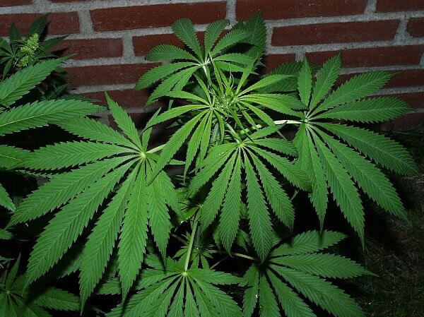 #PostBadWeed