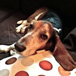 We're the basset hound rescue in Calgary, AB, Canada