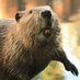 Лучи Бобра! (@magic_beavers) Twitter profile photo