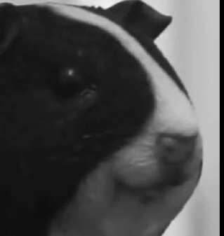 Im just a guinea pig.