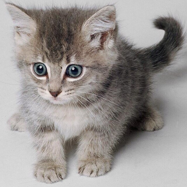 Meow, Meow, Miau. Miau. Dueños: Magnus y Alec!! I LOVE SALMÓN ^w^
