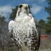 John Van Winkle (@1greenmanalishi) Twitter profile photo