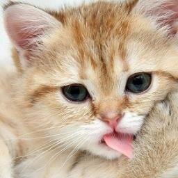 I love games and I love you, maybe? Don't mess with Kitty or me and check out my Steam Account bellow if u like Strategy games anything really. Vtuber fan.