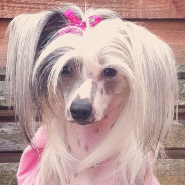 Diva, Fashionista, aspiring model, icon. Bitch