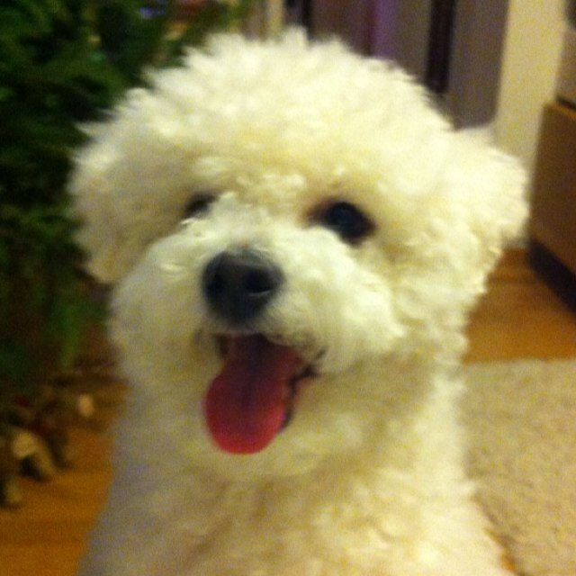 3 y-o Bichon frisé living in Helsinki, Finland
peace&love