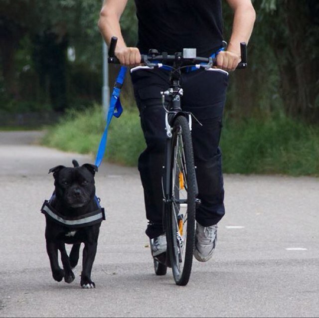 stepmetjehond's profile picture. gediplomeerd stepinstructeur met honden (actief met inzicht)