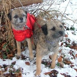 We are two BorderTerriers age7 and 18 mths we live with our mum and dad,and 6 house cats.proudmembers of BT Posse(Fern OTRB Oct 13)