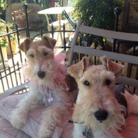 Jerri Johnson (@jerrijohnson459) 's Twitter Profile