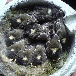 A virtual Group supporting ringing in your historic County for @__COO. Conserving species and their habitat through scientific study.