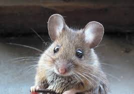 Captain Mmouse, leader of the gaming mice