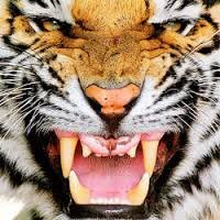 tigermenchannel's profile picture. we are directors with a youtube channel 
tigermenchannel