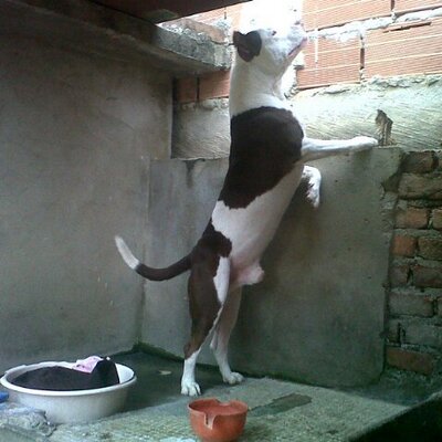Profile Picture of Reinaldo Bautista (@reinaldo_nieves) on Twitter