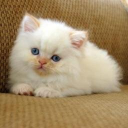 Segala sesuatu tentang Kucing , kesehatan , perawatan, dan Fakta menarik mengenai kucing , cinta kucing ? Tunjukkan Kecintaanmu disini