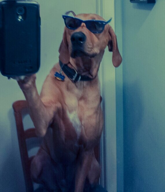 SELPI PA!