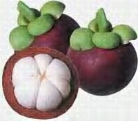 Indonesia = Surga Buah