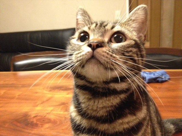 仕事休業中、ボランティア活動休止中  それなりに毎日忙しく過ごしています。